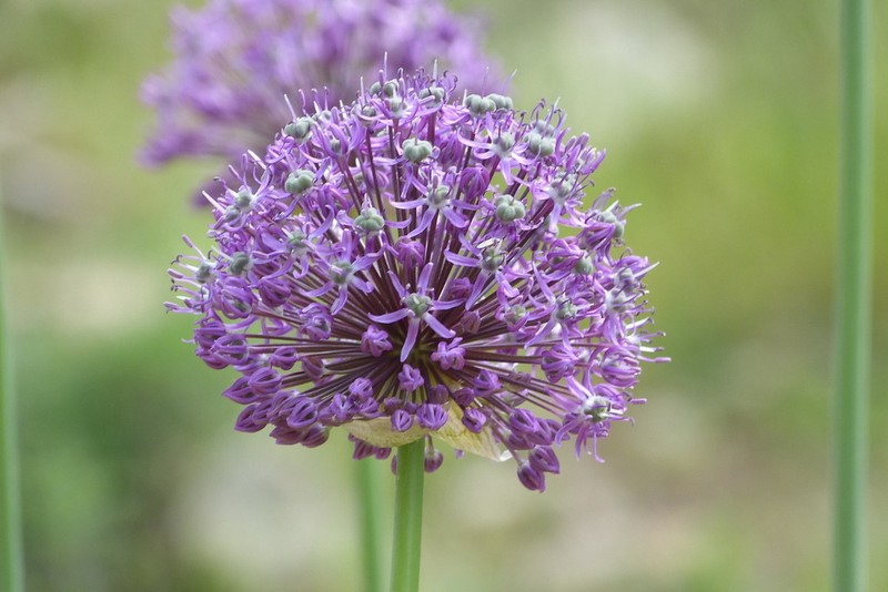Allium jesdianum photo 2