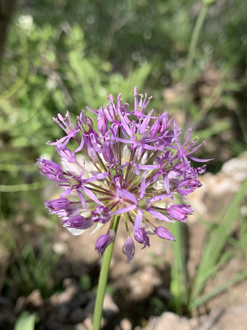 Allium jesdianum photo 3