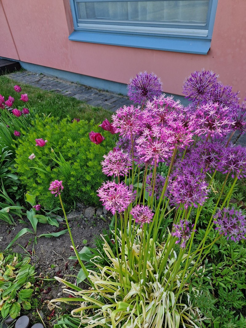 Allium jesdianum photo 4