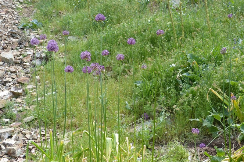 Allium jesdianum photo 5