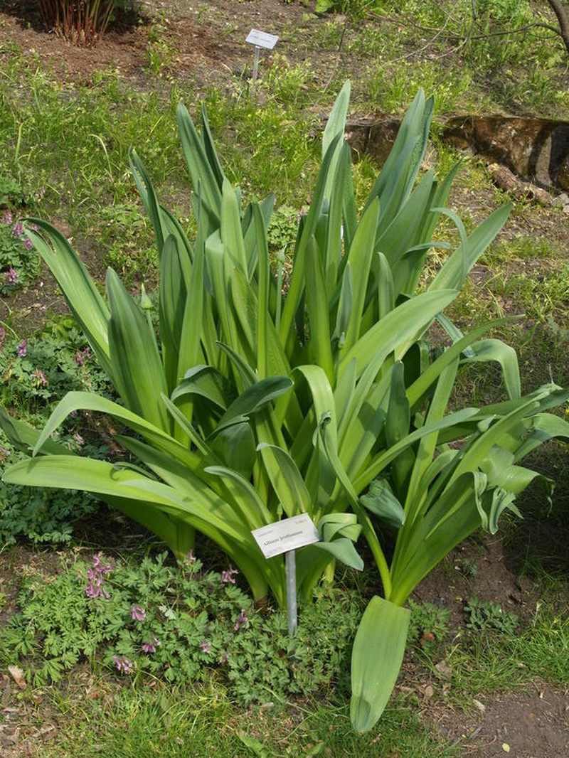 Allium jesdianum photo 6