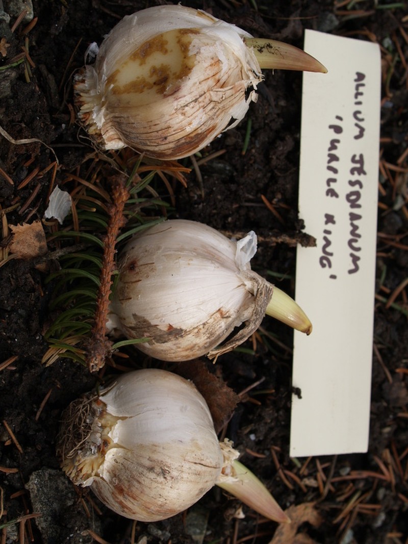Allium jesdianum photo 7