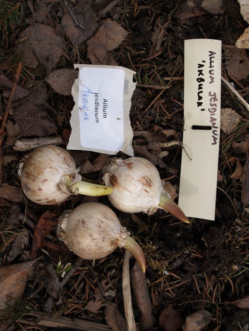 Allium jesdianum photo 8