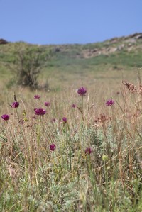 Allium jodanthum
