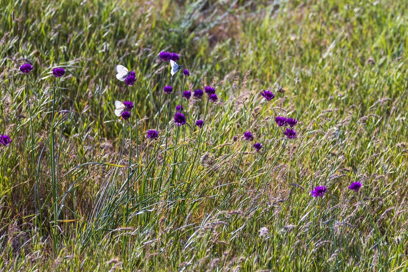 Allium jodanthum photo 2