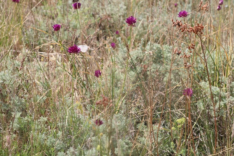Allium jodanthum photo 4