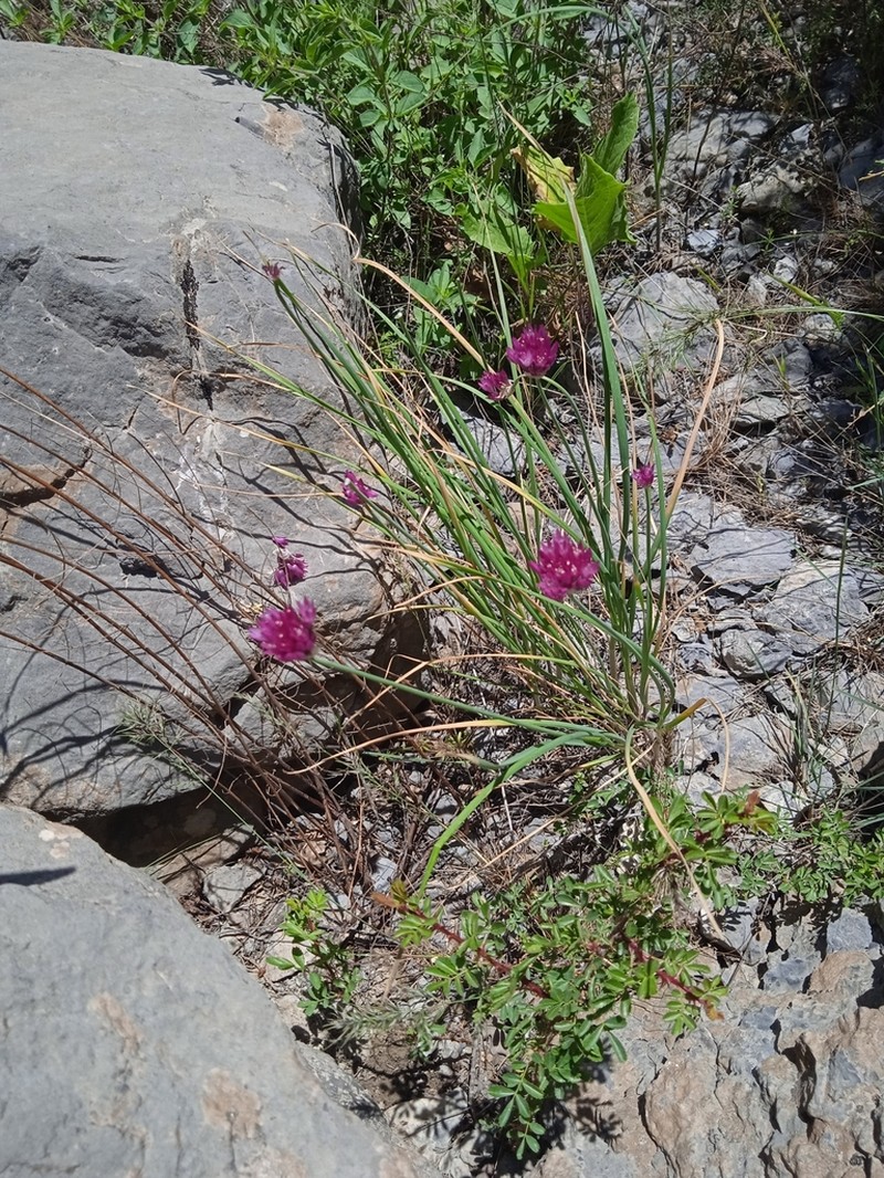Allium jodanthum photo 5