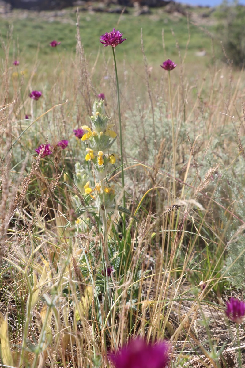 Allium jodanthum photo 6