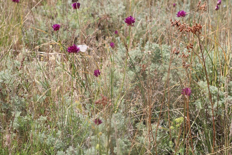 Allium jodanthum photo 7