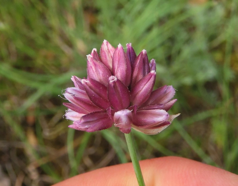 Allium jubatum