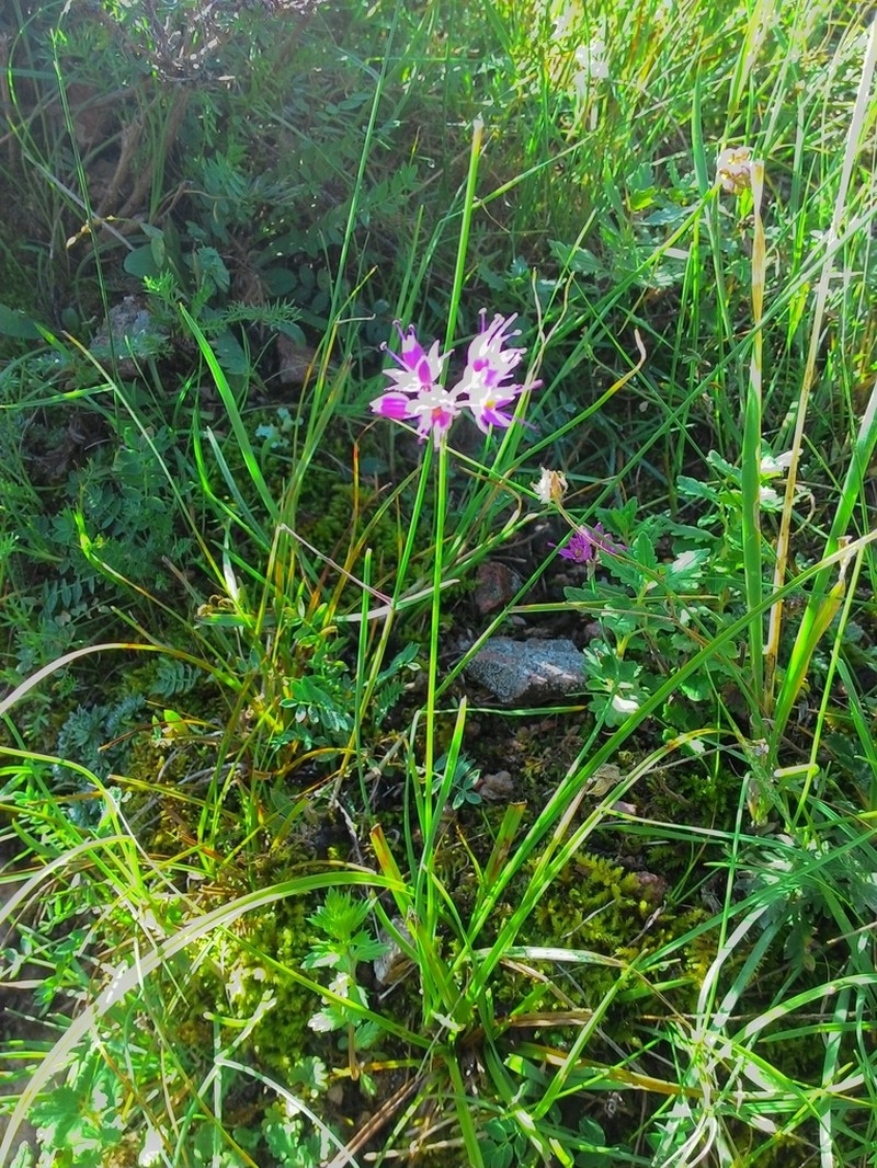 Allium jucundum