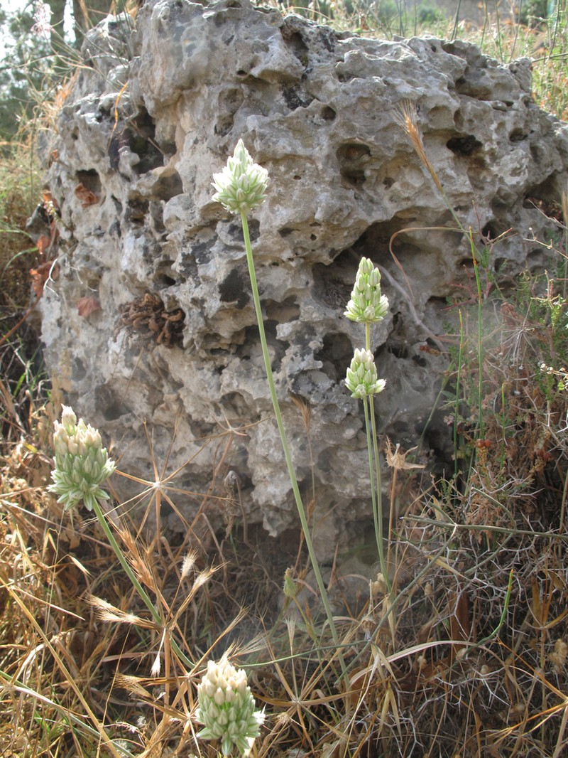 Allium judaeum
