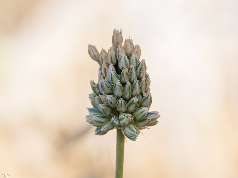 Allium judaeum photo 2
