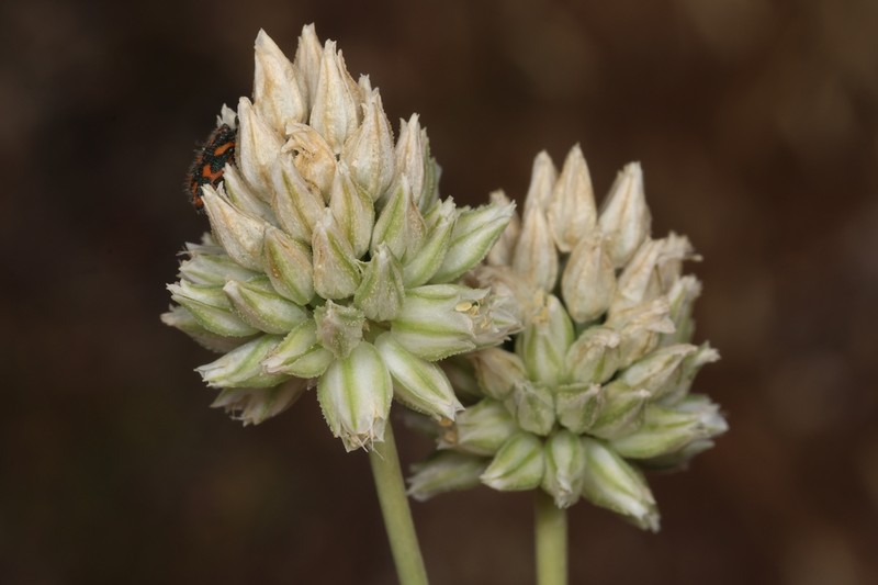 Allium judaeum photo 3