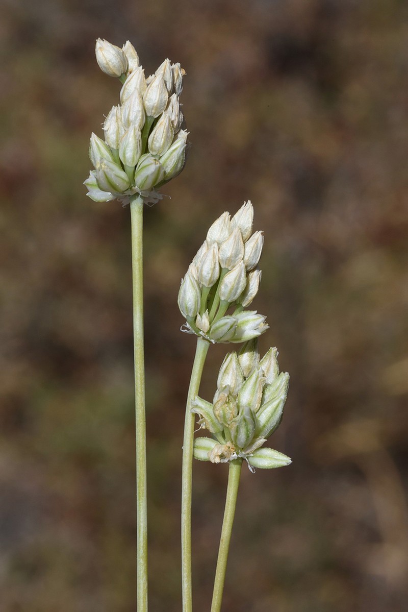 Allium judaeum photo 4