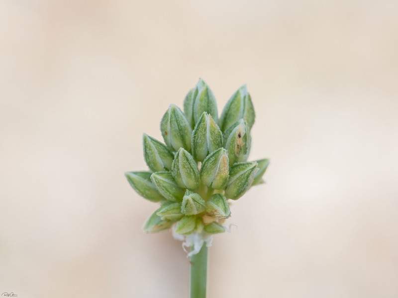 Allium judaeum photo 5