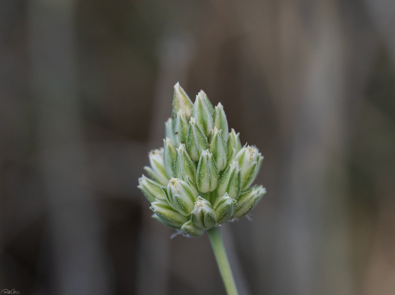Allium judaeum photo 6