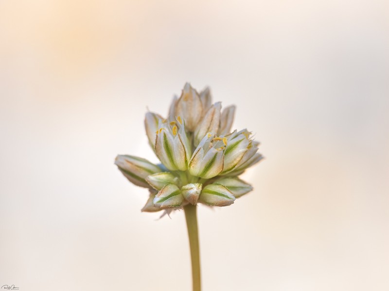 Allium judaeum photo 7