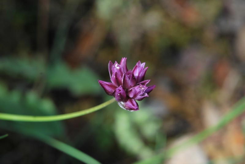 Allium junceum photo 2