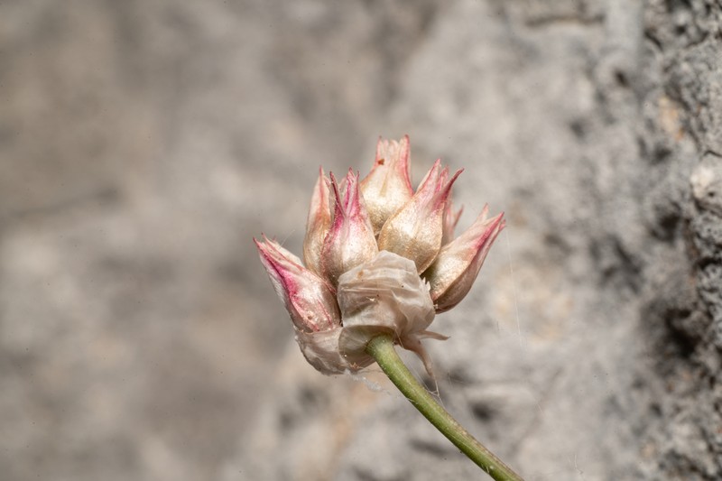 Allium junceum photo 3