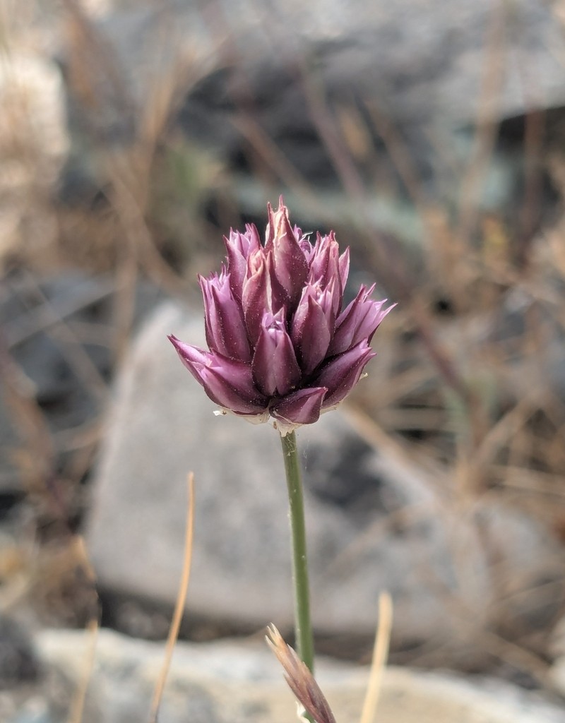 Allium junceum photo 4