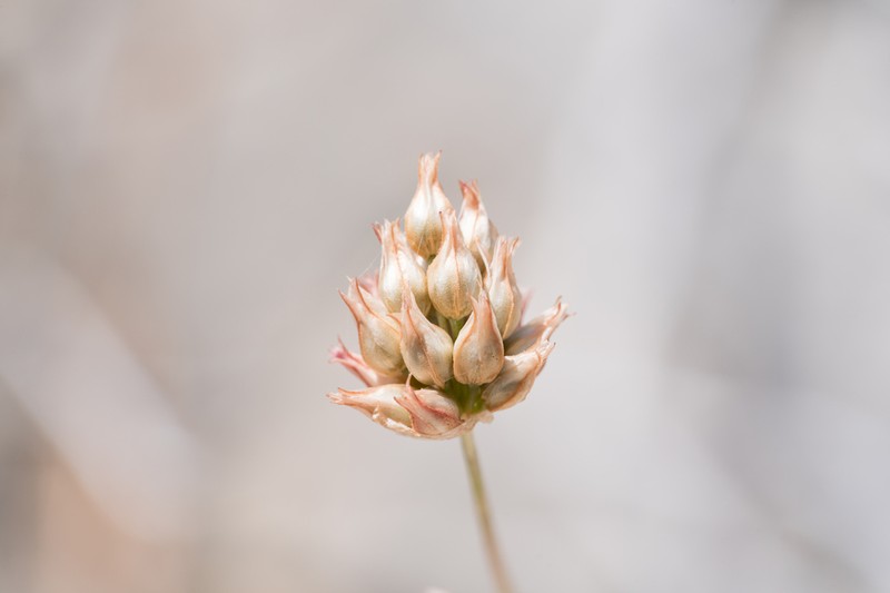 Allium junceum photo 5