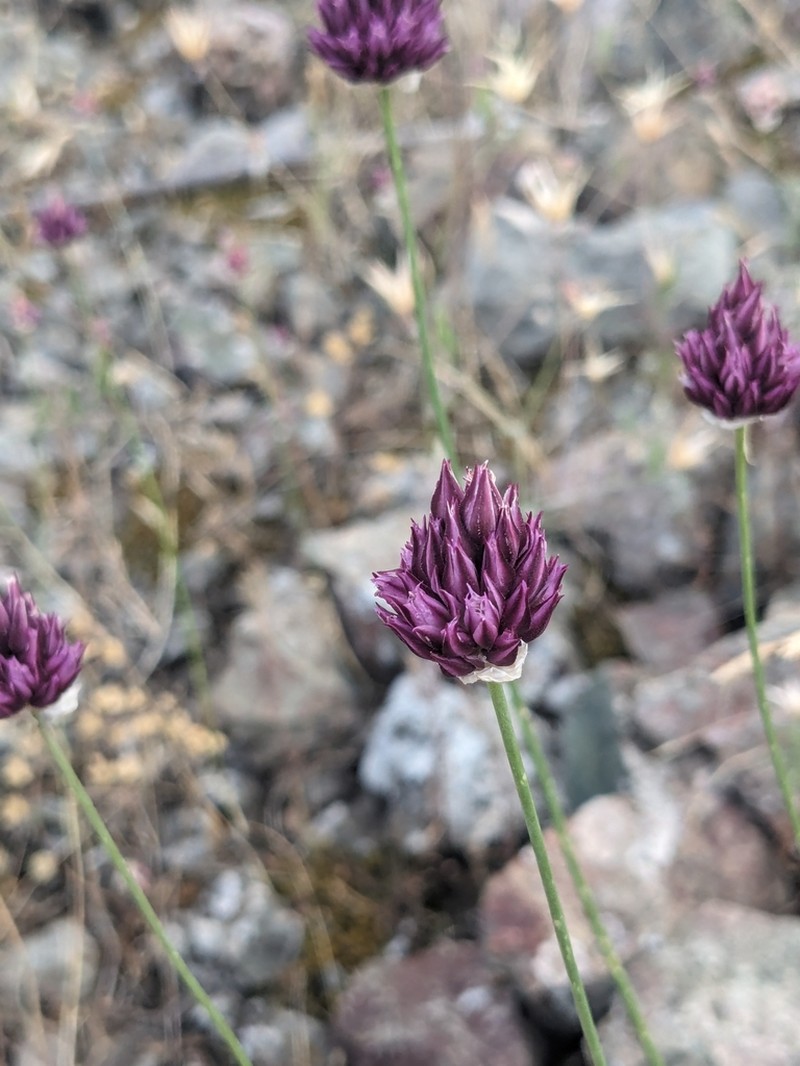 Allium junceum photo 6