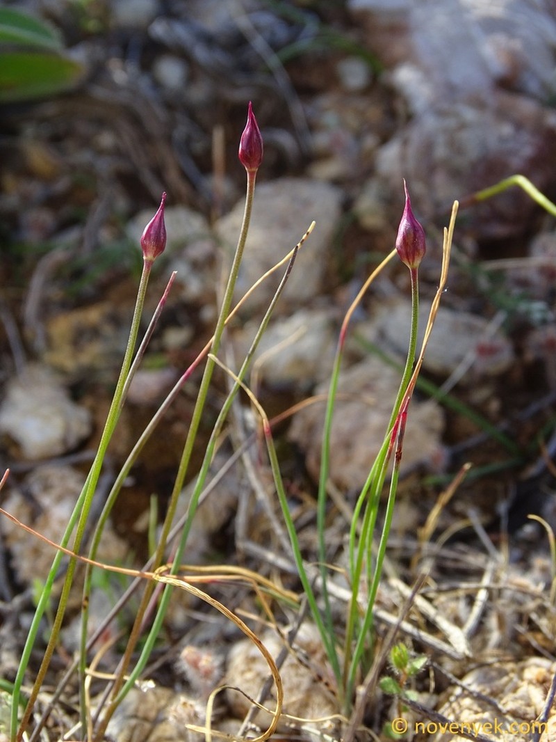 Allium junceum photo 7