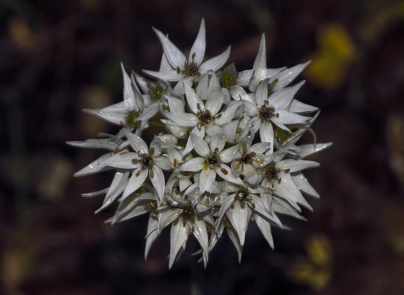 Allium karamanoglui photo 2