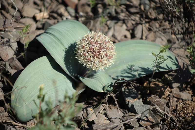 Allium karataviense photo 2
