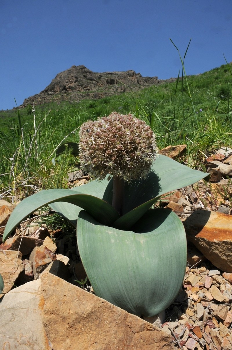 Allium karataviense photo 3