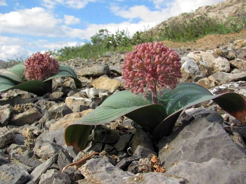 Allium karataviense photo 4