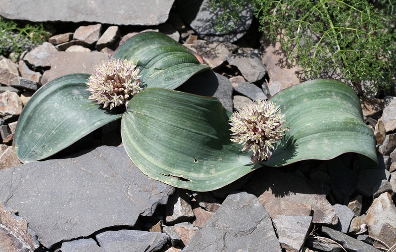 Allium karataviense photo 5