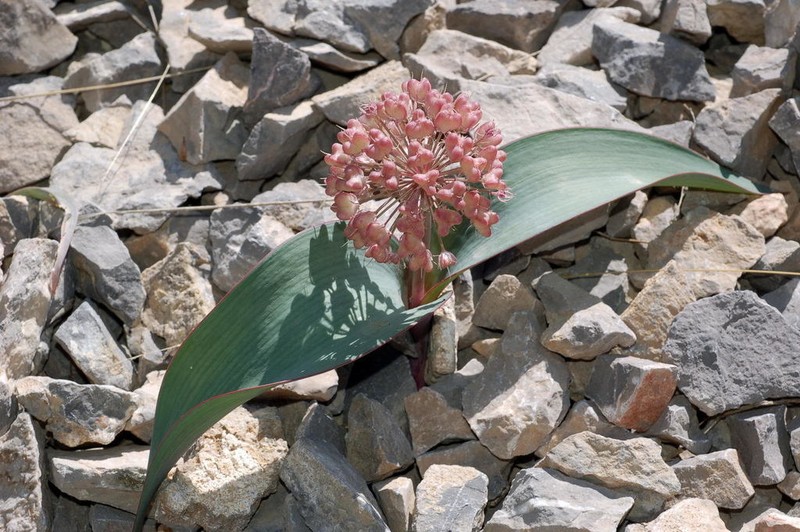 Allium karataviense photo 7