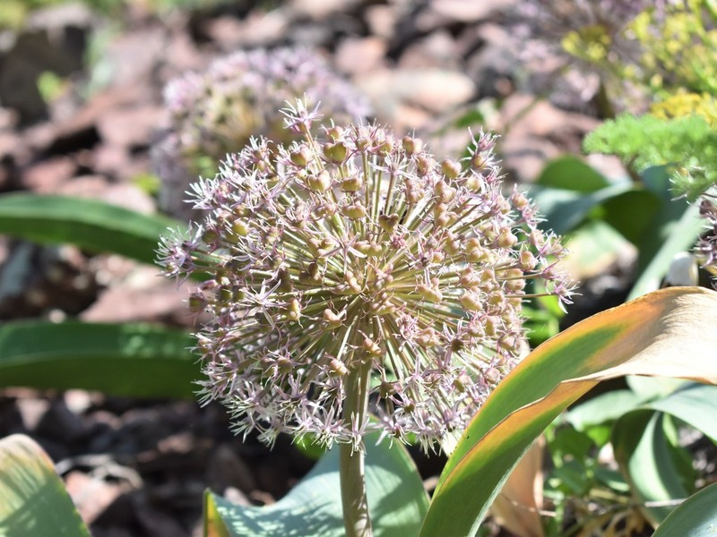 Allium karataviense photo 8