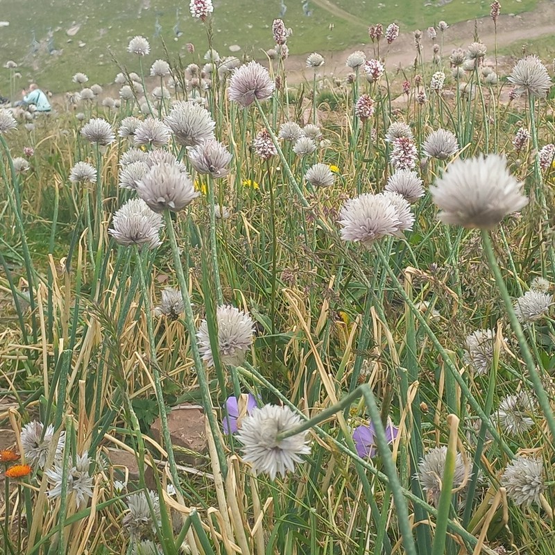 Allium karelinii