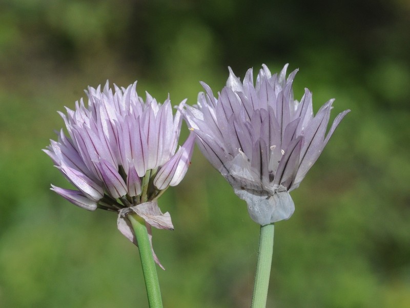 Allium karelinii photo 2