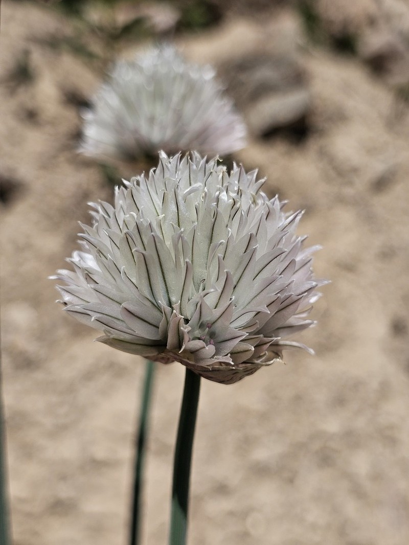 Allium karelinii photo 3