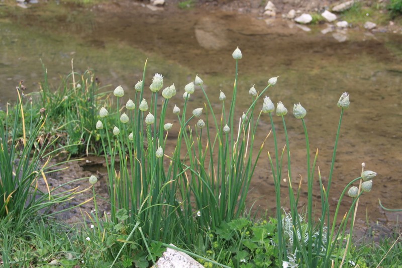 Allium karelinii photo 4