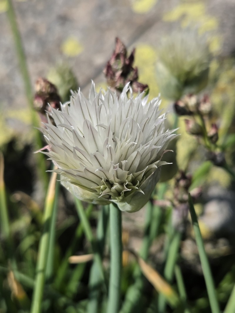 Allium karelinii photo 5