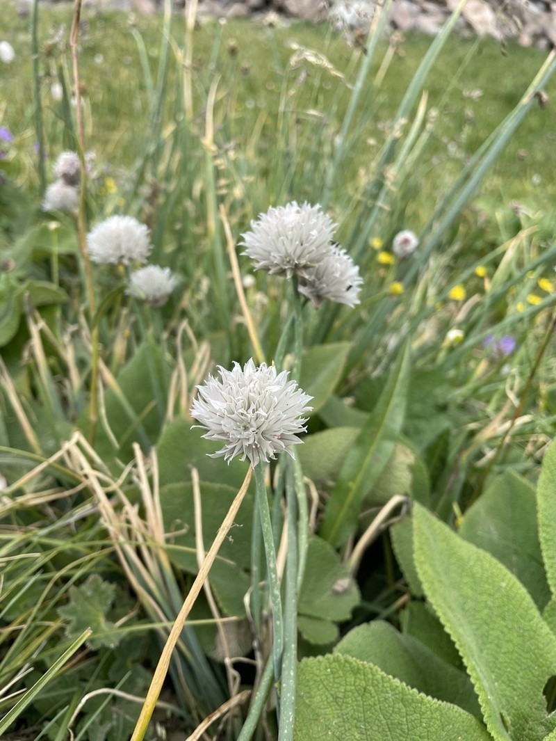 Allium karelinii photo 6