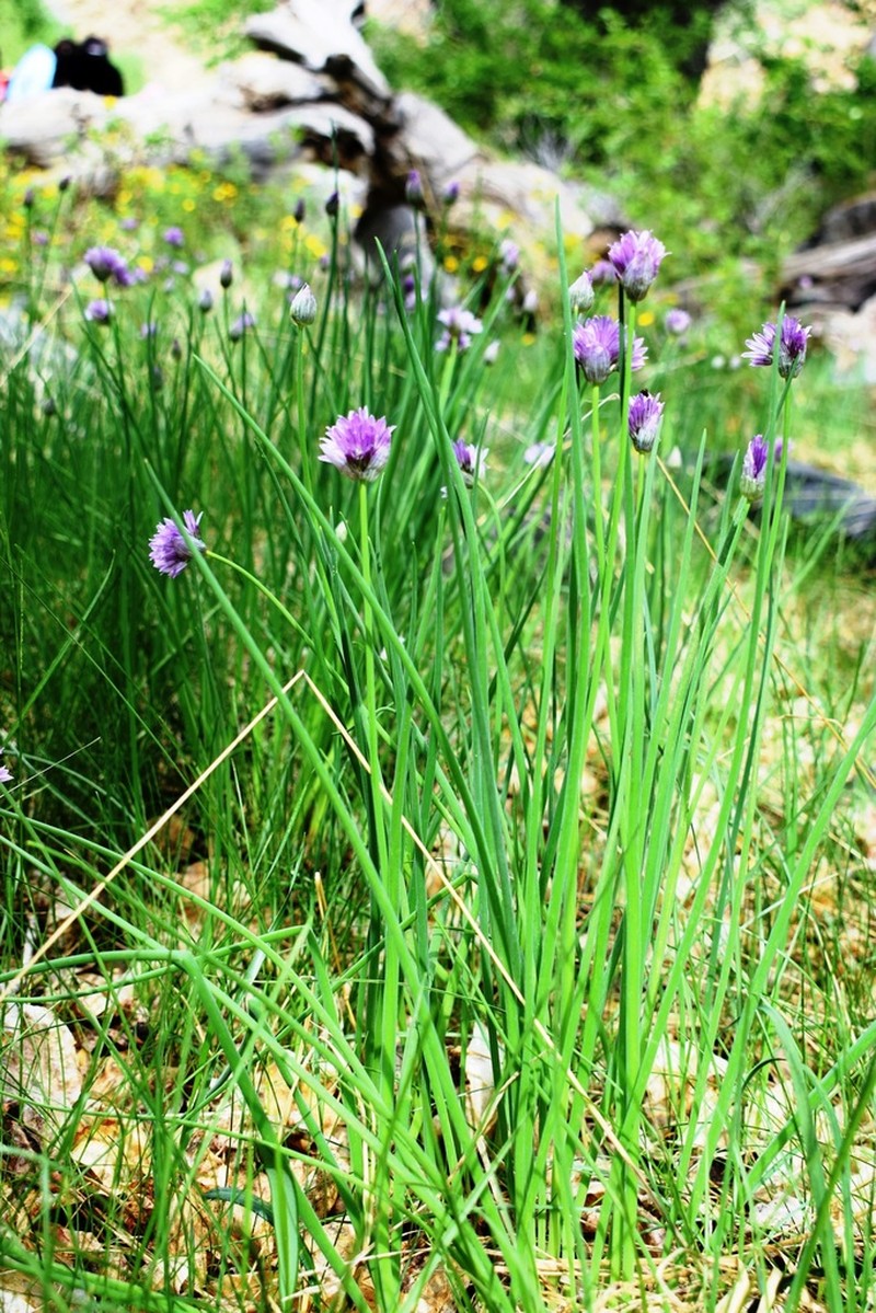 Allium karelinii photo 7