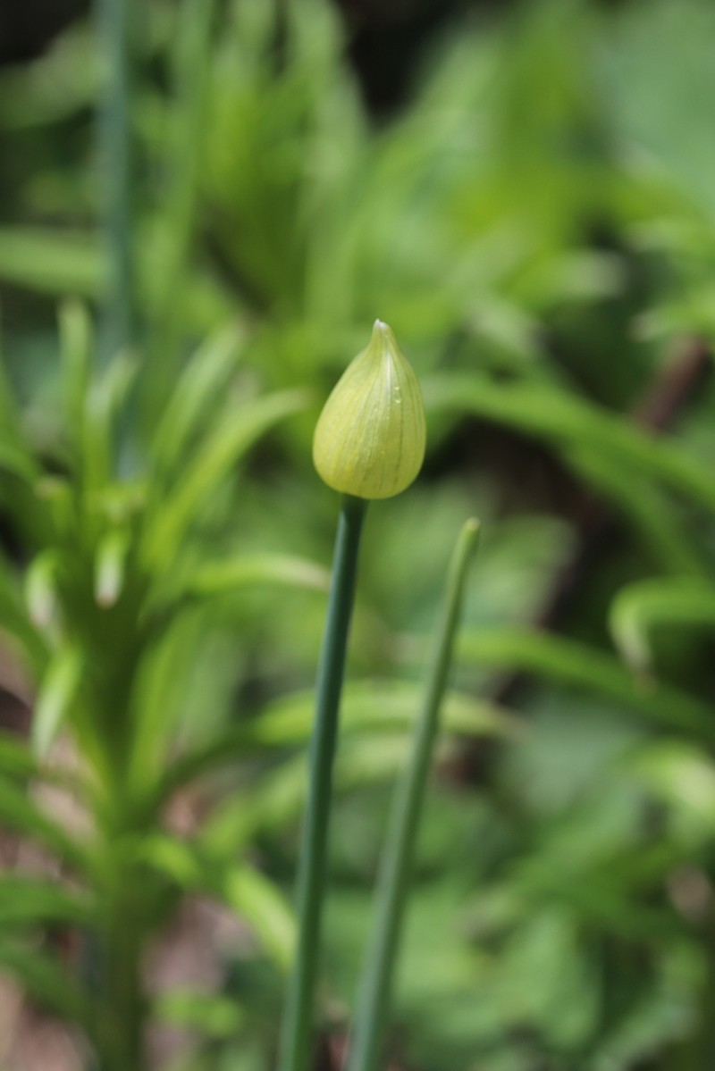 Allium karelinii photo 8