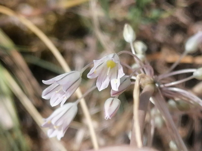 Allium karsianum photo 7
