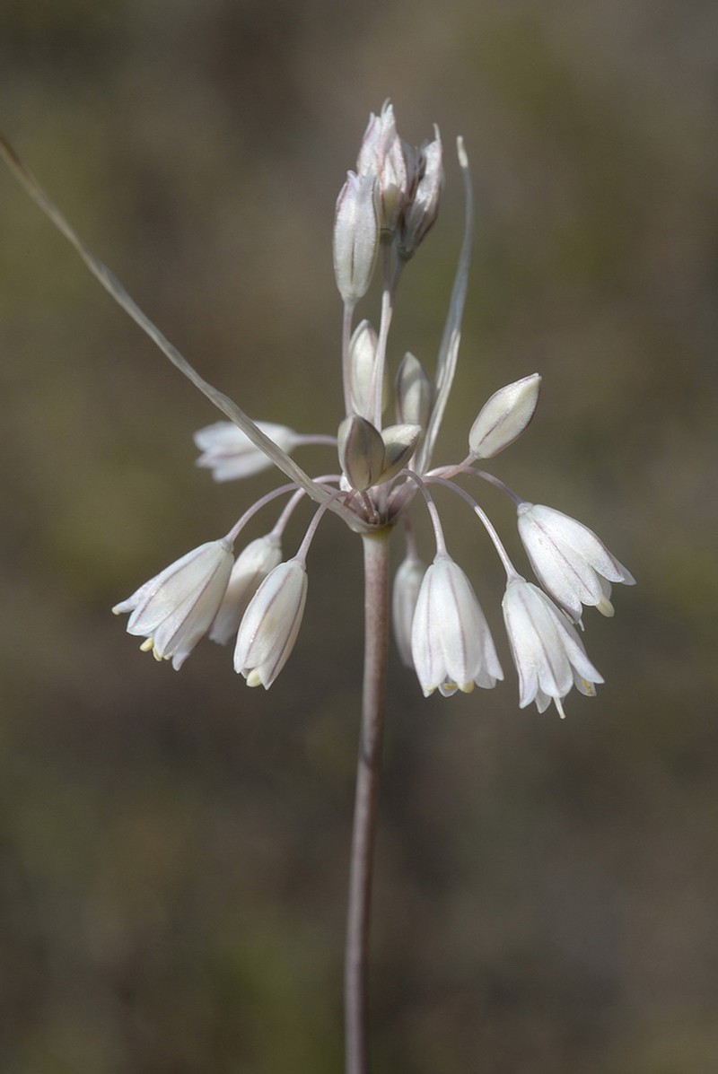 Allium karsianum photo 8