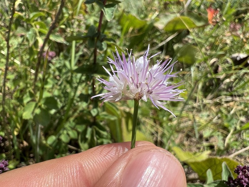 Allium kaschianum