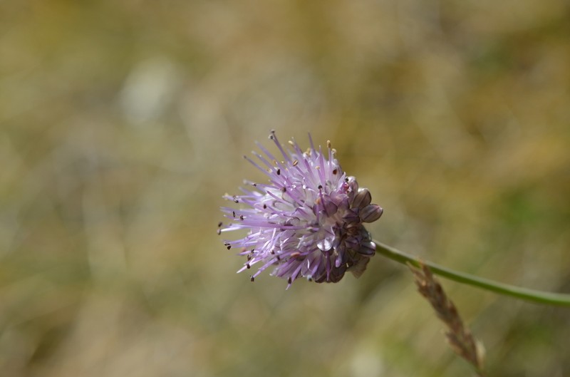 Allium kaschianum photo 4