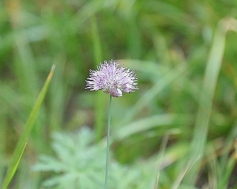 Allium kaschianum photo 6