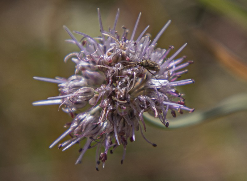 Allium kaschianum photo 7