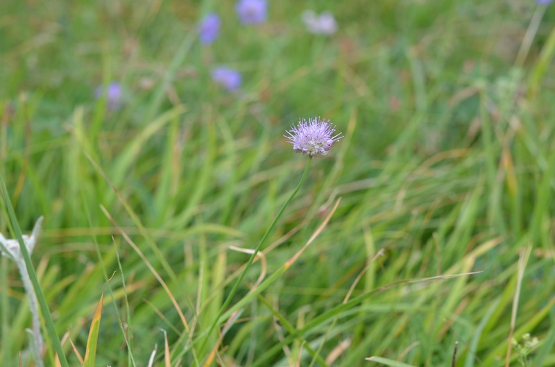 Allium kaschianum photo 8